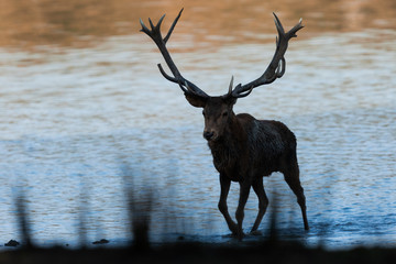 Deer's Slab in the forest