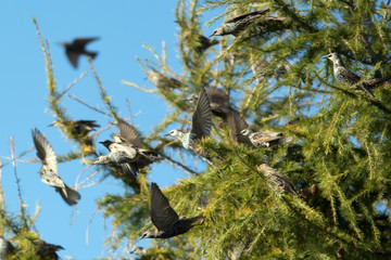 A flock of starlings starting up into the air from a larch tree, blue sky at the background