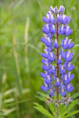 Obraz premium Big Leaf Lupine, ( Lupinus polyphyllus ), Acadia National Park, Maine