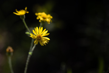 Macro Tiny Yellow Wildflowers with Dark Background