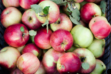 Chest full of apples from above in the garden