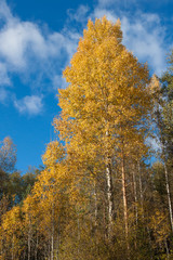 Birch with yellow leaves