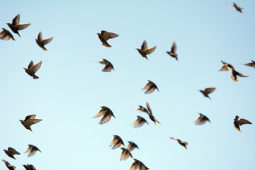 Flock of starlings flying in the air