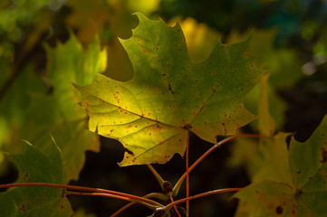 A maple leaf