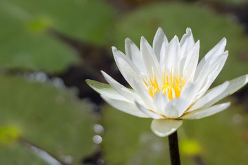 Flor de Bacalar