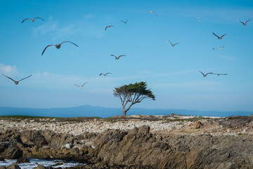 Cyprus with Gulls