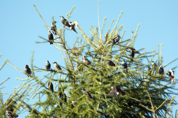 Many starlings sitting on a larch tree, one of them flying past