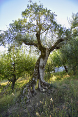 Fototapeta na wymiar olive tree, cultivation in Umbria, Italy