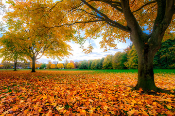 Autumn Leaves and Trees