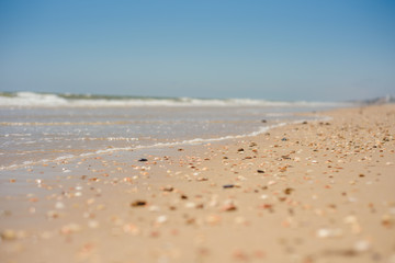 beach background selective focus, sand, seashells and blue summer sky