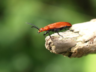 Rotköpfiger Feuerkäfer