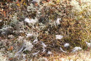 White feathers on the ground