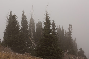 Fototapeta na wymiar Dark green pines grow on a hillside with fog drifting through the scene.