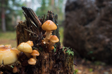Mushrooms in the autumn forest. a lot of mushrooms on rotten tree stump