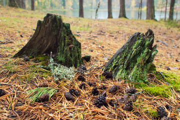 Two small old stumps covered with moss. cones, autumn forest