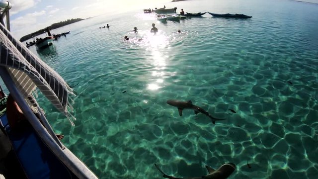 POV, sharks swim near boats in Tahiti