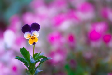 Beautiful Pansies flower © Kumod