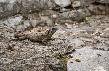 varan