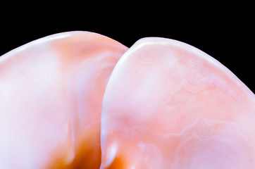 fragment of a large oceanic seashell abstract texture orange macro closeup