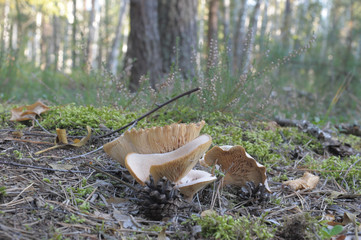 beautiful wild forest mushrooms in Ukraine