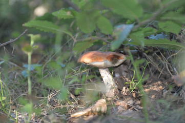 beautiful wild forest mushrooms in Ukraine