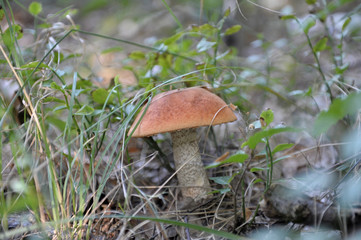 beautiful wild forest mushrooms in Ukraine