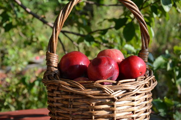 Organic apples in basket in summer grass. Fresh apples in nature.