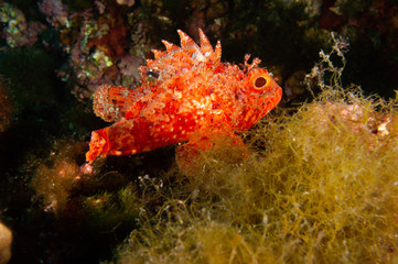 Escorpora a la defensiva