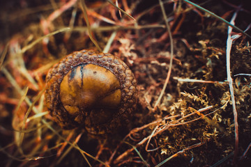 An acorn hat on an autumn leaf, fall colors