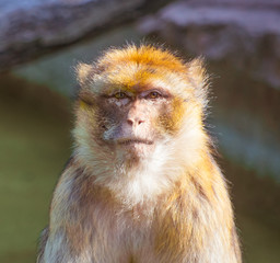 Apes, Oceancat, monkey