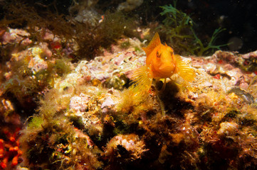 Blenido amarillo sobre roca 1