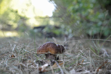 beautiful wild forest mushrooms in Ukraine