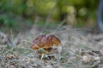 beautiful wild forest mushrooms in Ukraine