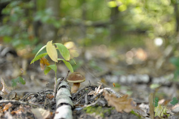 beautiful wild forest mushrooms in Ukraine