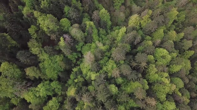 Forêt dans le Jura