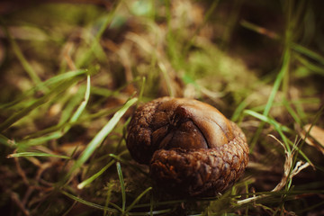 An acorn hat on an autumn leaf, fall colors
