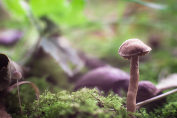 mushrooms in the grass in the morning light