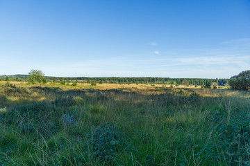 landscape with green field and blue sky