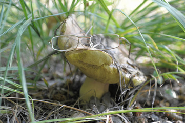 beautiful wild forest mushrooms in Ukraine