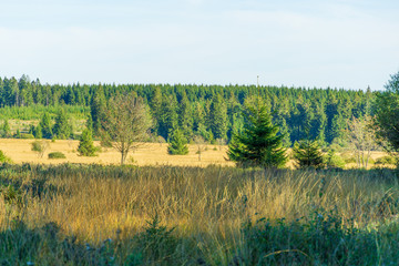 landscape with trees