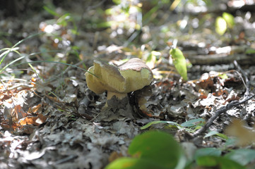 beautiful wild forest mushrooms in Ukraine