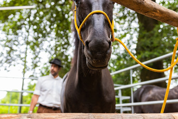 Beautiful brown Italian stallion. Horse markete scene, national selling period for high end animals...