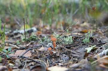 beautiful wild forest mushrooms in Ukraine