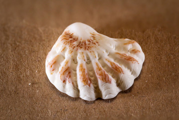 Detail einer Schnecke, Muschel 