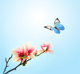 Obraz na płótnie Canvas beautiful butterfly on pink flower magnolia, sky background