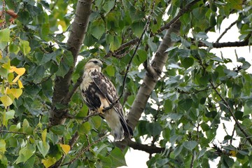 Rough Legged Hawk