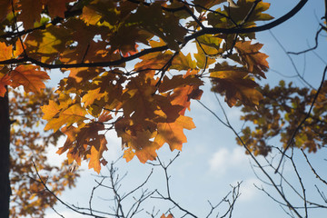 multicolored red oak leaves