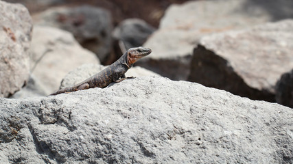 Gran-Canaria-Rieseneidechse, Kanareneidechse, Gekko 