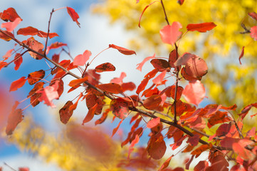 Yellow and red color bright foliage on branches trees in picturesque autumn valley, against a background of blue sky with clouds. Fragment of day's landscape in beautiful nature