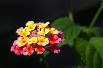 Close up of beautiful Lantana Camara flowers.